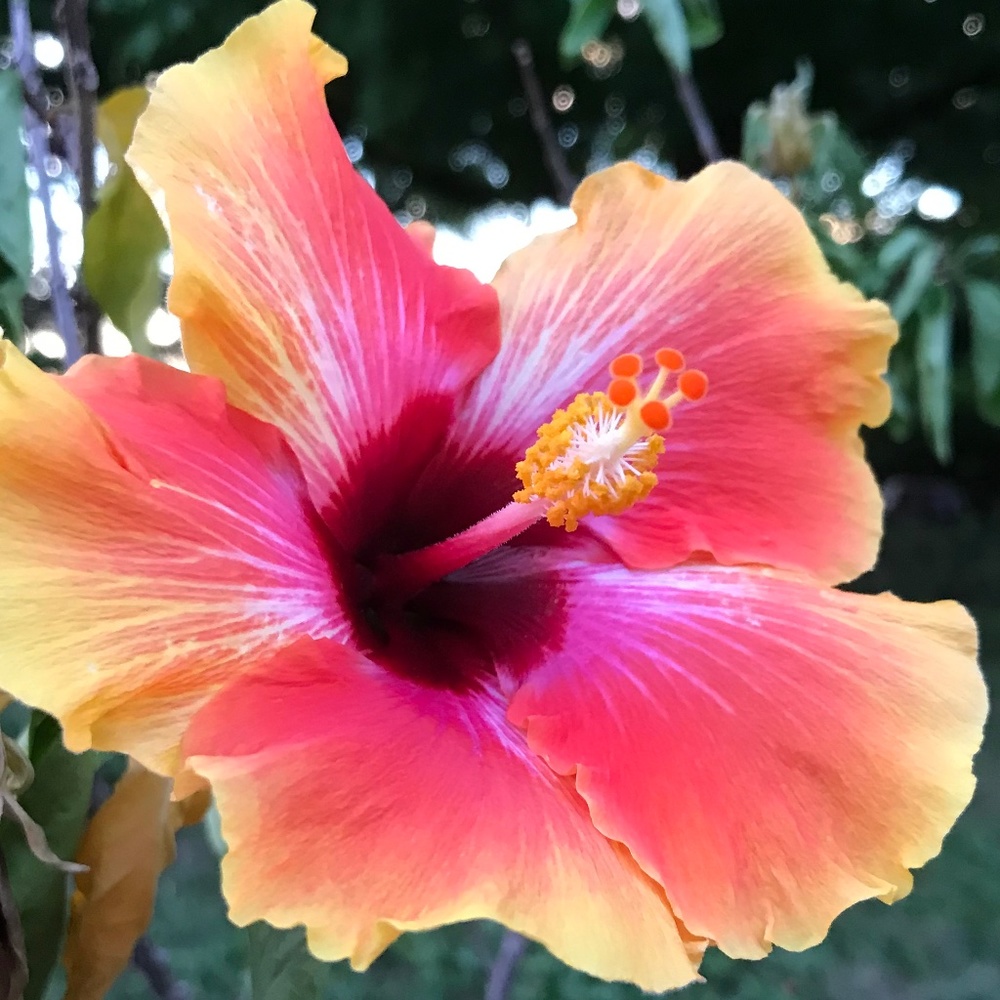 Meet your Posher, Didi